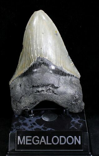 Serrated Megalodon Tooth - North Carolina #28158